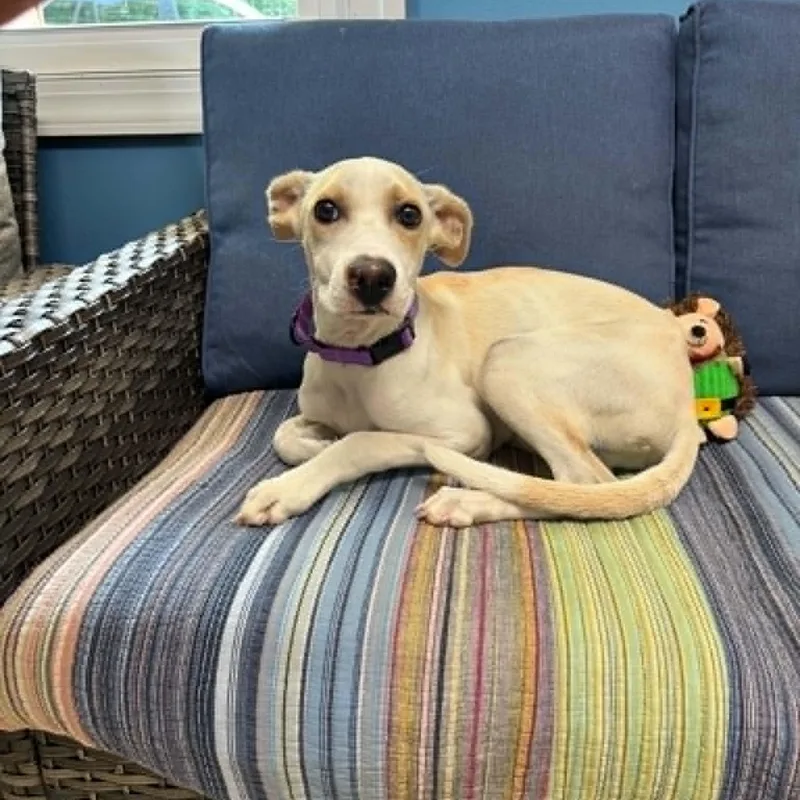 A baby medium-sized male Apricot / Beige Labrador Retriever dog named Leche for adoption in Sunderland, MD