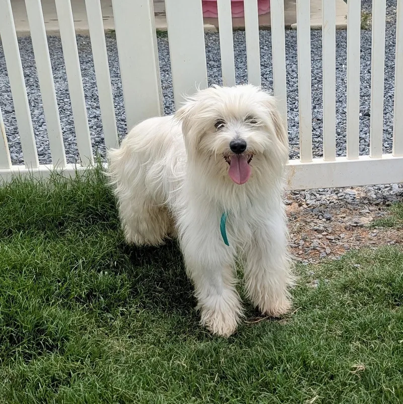 An adult small-sized male White / Cream Maltese dog named Jovi for adoption in Paramus, NJ
