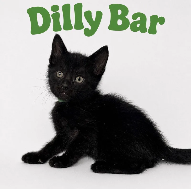 A baby medium-sized male Black Domestic Short Hair cat named Dilly Bar for adoption in Oviedo, FL