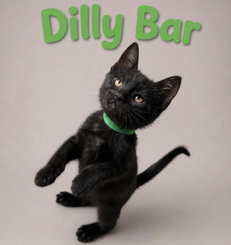 Dilly Bar thumbnail 2