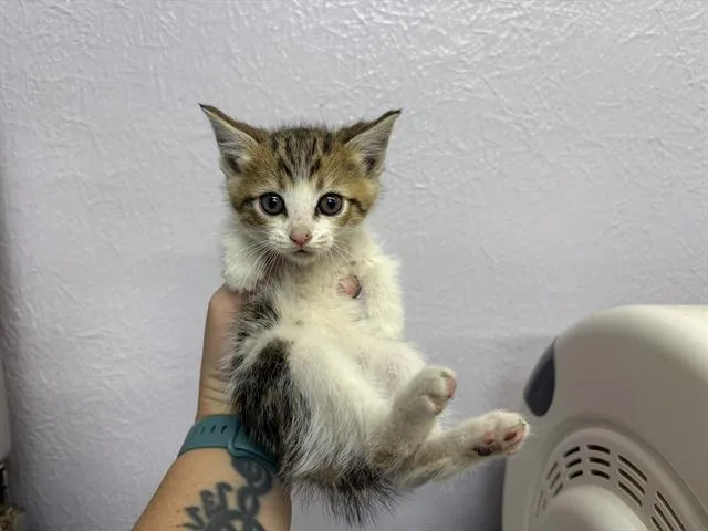 A baby small-sized female Domestic Short Hair cat named Lily for adoption in Fairfield, CA