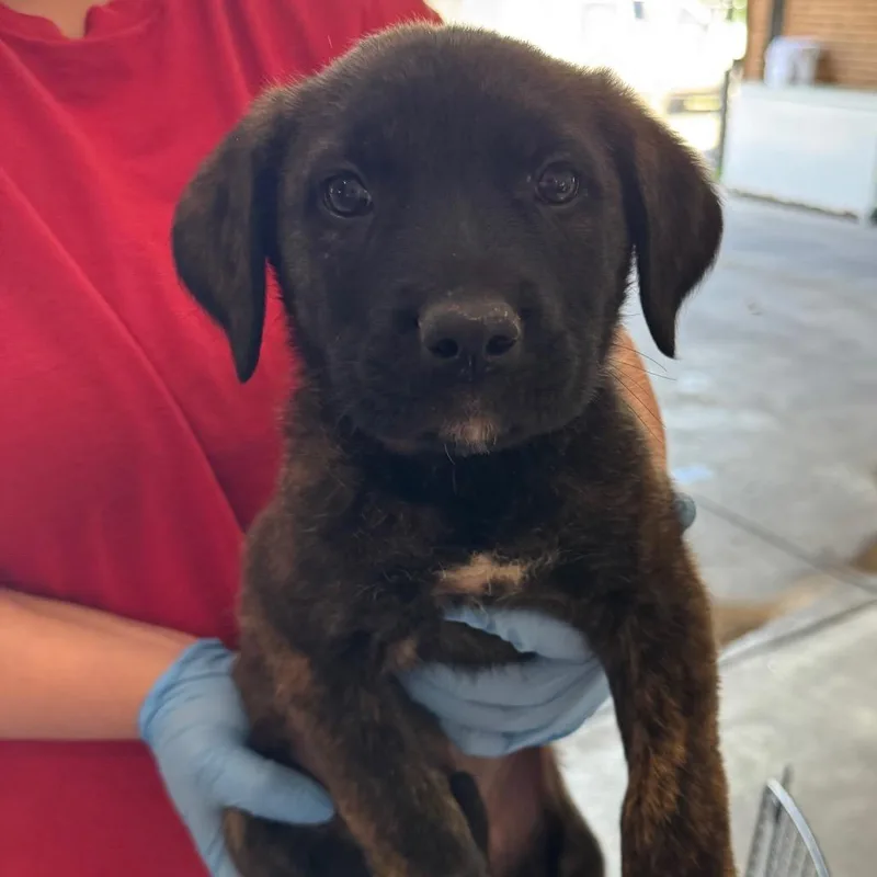 A baby small-sized female Brindle Shepherd dog named Luca for adoption in Birmingham, AL