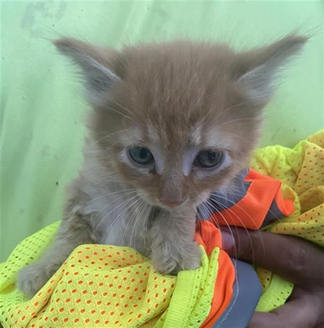 A baby medium-sized male Domestic Short Hair cat named Oliver for adoption in Dallas, TX