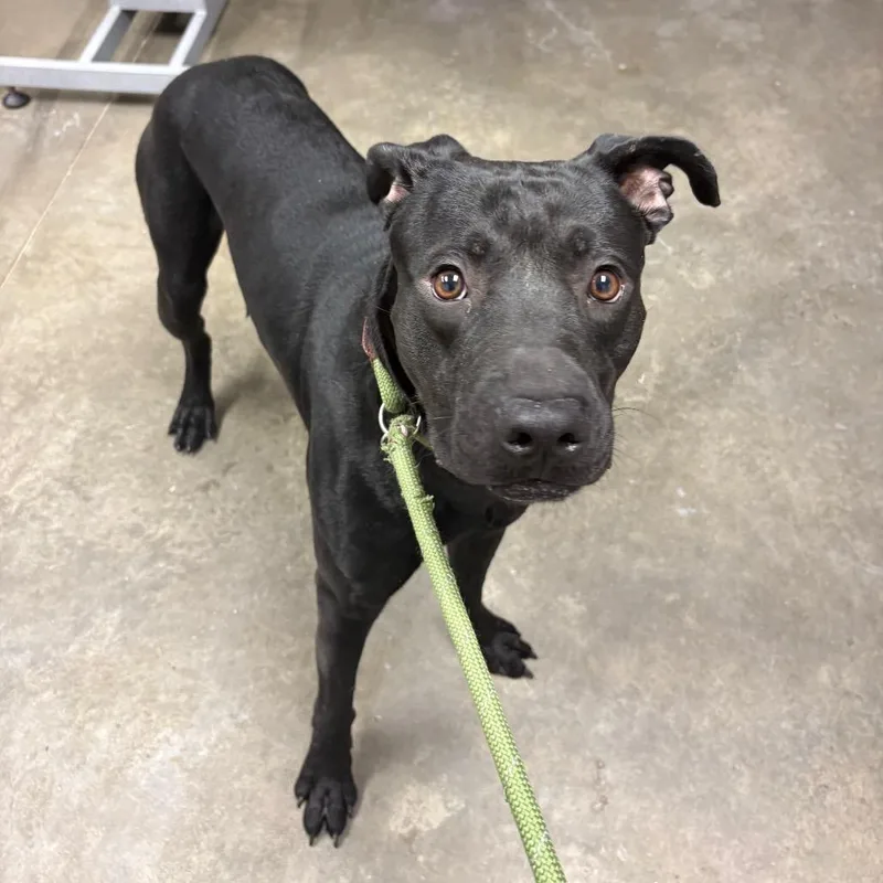 A young medium-sized male Rottweiler dog named Shadow for adoption in Manhattan, KS