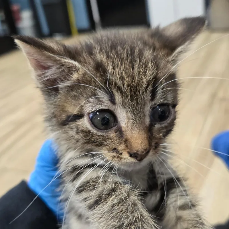 A baby small-sized male Brown / Chocolate Domestic Short Hair cat named Ruffled for adoption in Newark, NJ