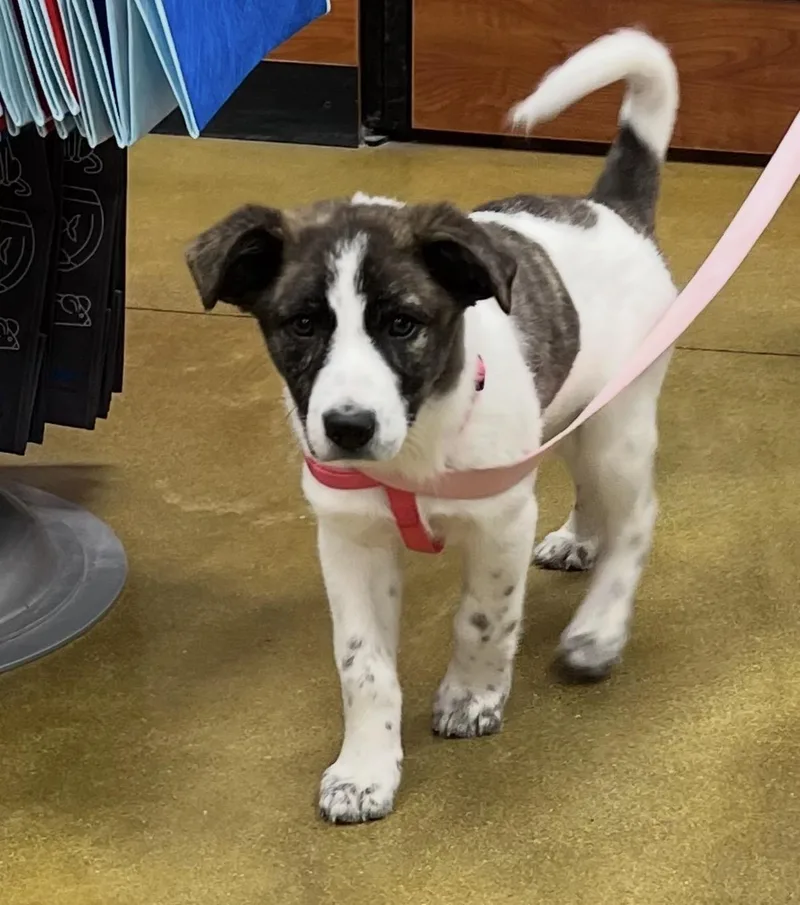 A baby large-sized female Mixed Breed dog named Izzy for adoption in Maineville, OH