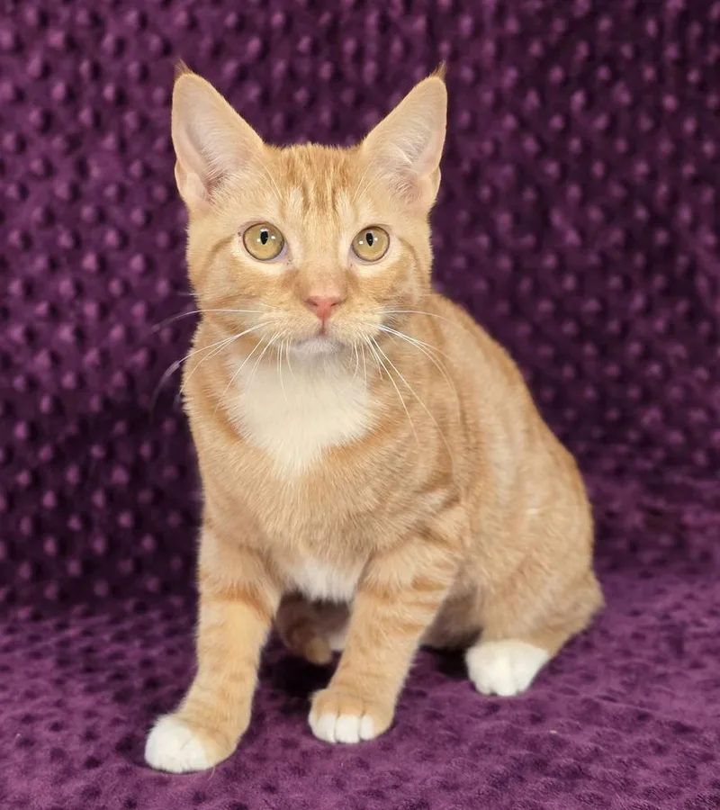 A baby medium-sized female Orange & White Domestic Short Hair cat named Ronana for adoption in Sedalia, CO