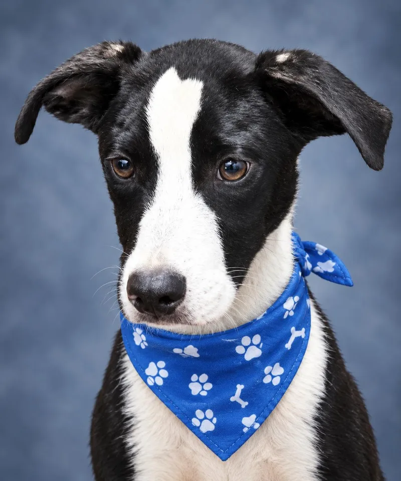 An adult medium-sized male Hound dog named Boone for adoption in Manchester, CT