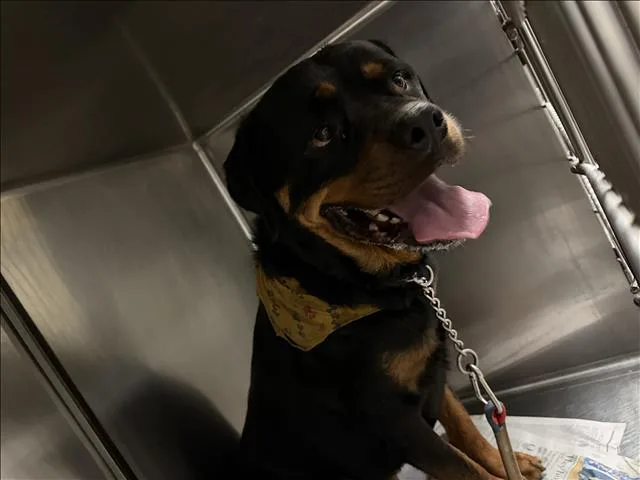 An adult large-sized male Rottweiler dog named Grizzly for adoption in Van Nuys, CA