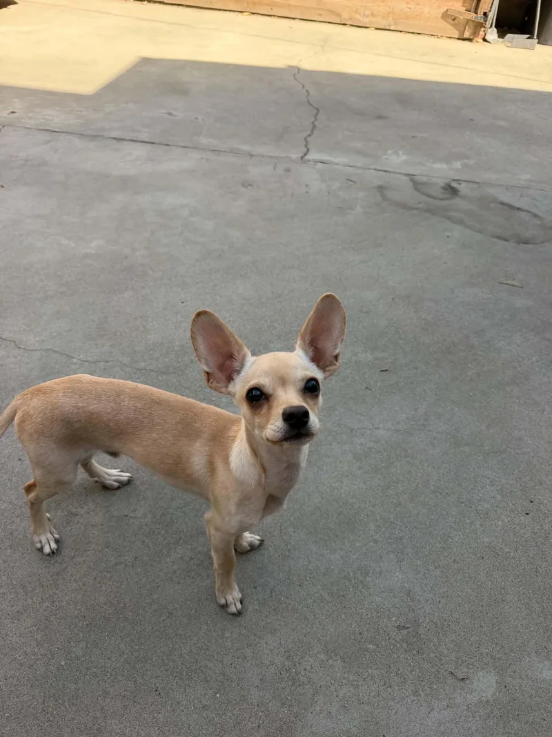 A baby small-sized male Chihuahua dog named Rango for adoption in Visalia, CA