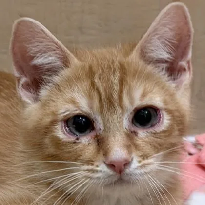 A baby medium-sized male Domestic Short Hair cat named Calf for adoption in Pleasanton, CA