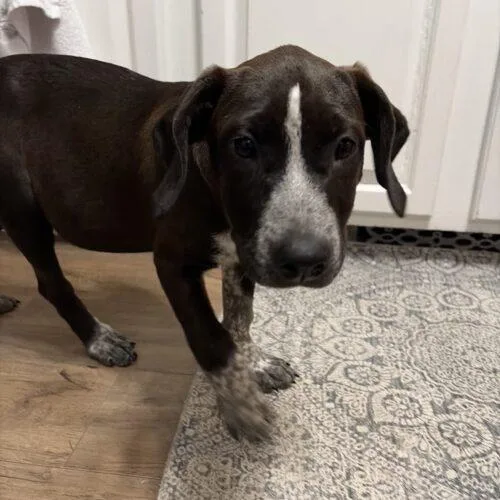 A baby small-sized female German Shorthaired Pointer dog named Clarabelle for adoption in Christiansburg, VA