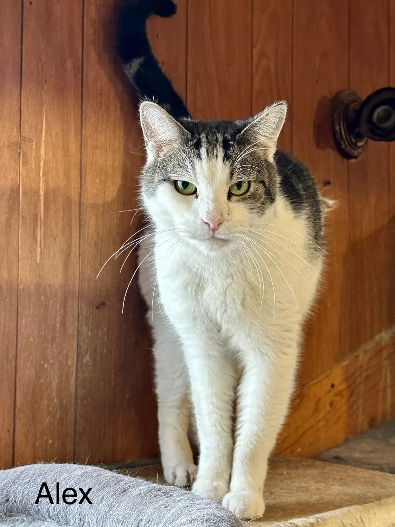 An adult medium-sized male White Domestic Short Hair cat named Alex for adoption in Mira Loma, CA