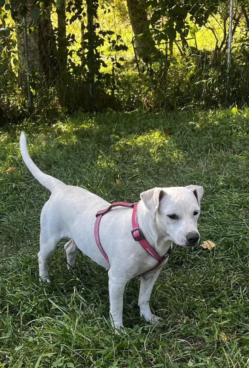 Ramona