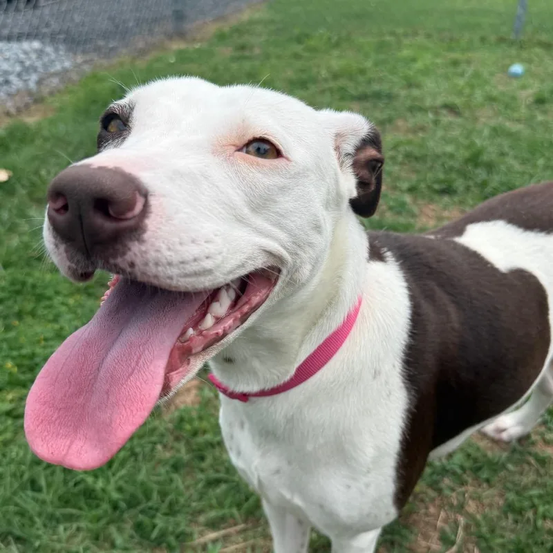 A young medium-sized female Brown / Chocolate Mixed Breed dog named Sabine for adoption in Jacksonville, AR