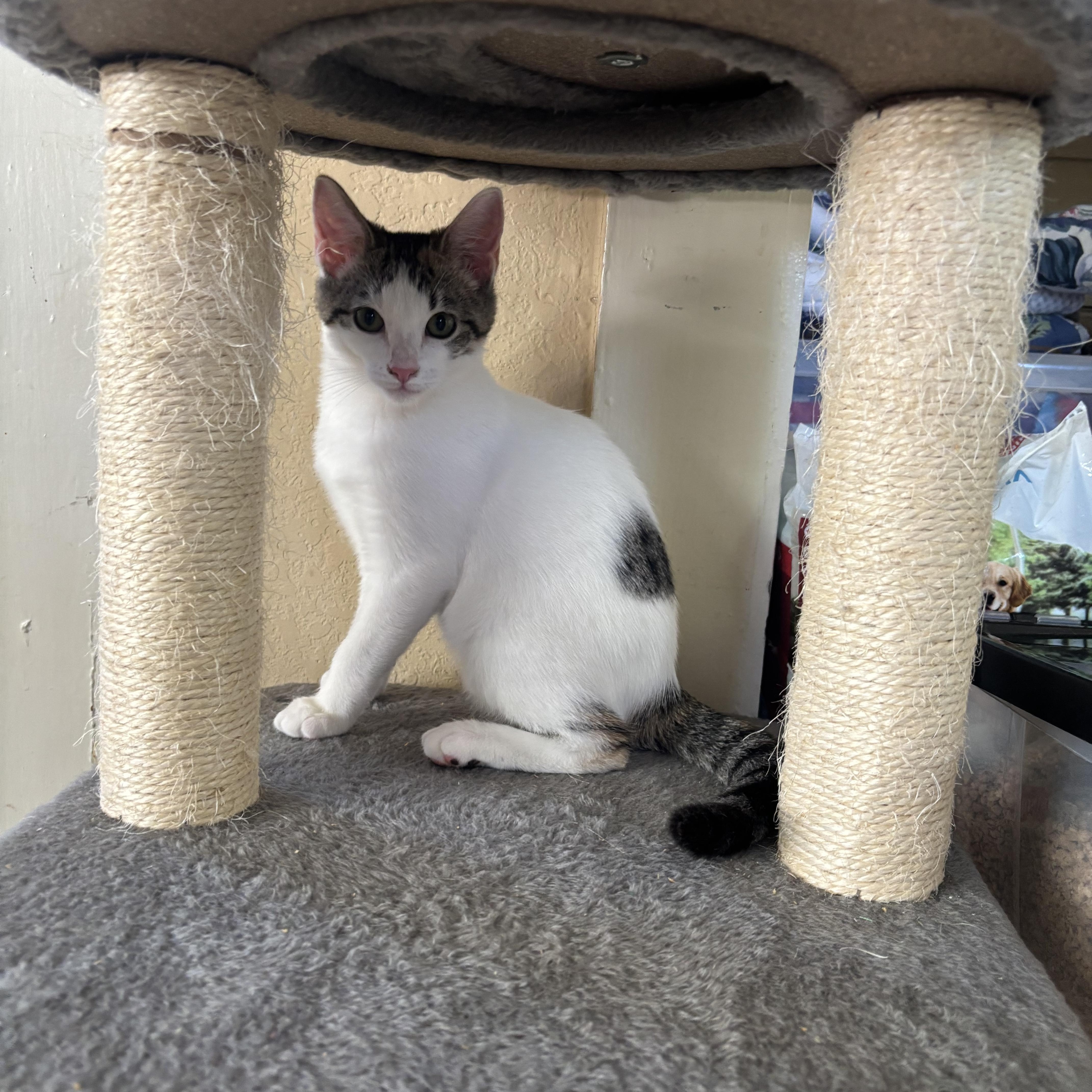 A baby small-sized female White Domestic Short Hair cat named Snow White for adoption in Statesboro, GA