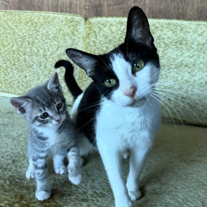 An adult medium-sized female White Domestic Short Hair cat named Sarca for adoption in Point Richmond, CA