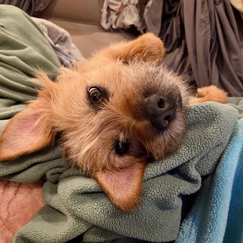 An adult medium-sized female Golden Mixed Breed dog named Molly for adoption in Richmond, VA