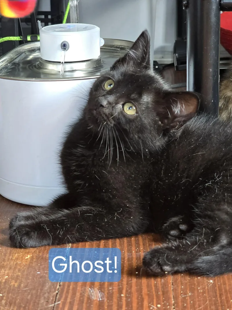 A baby small-sized female Black Domestic Short Hair cat named Ghost for adoption in Kent, OH