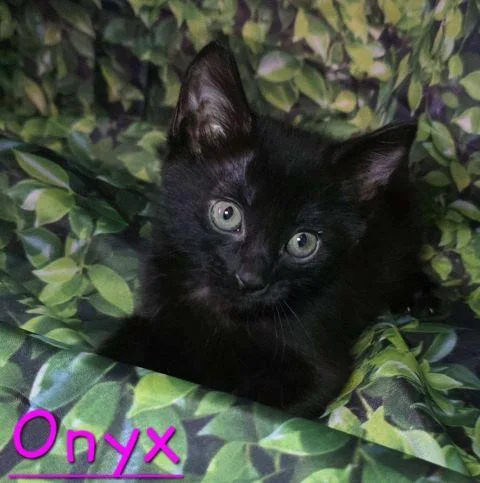A baby medium-sized female Black Domestic Short Hair cat named Onyx for adoption in Fernley, NV