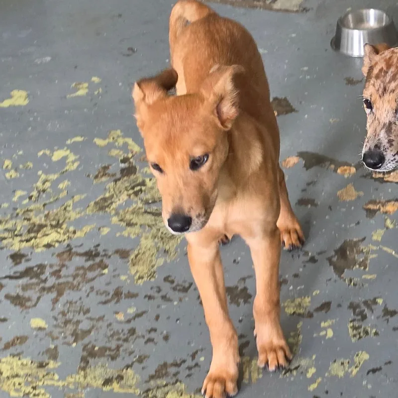 A baby medium-sized female Yellow / Tan / Blond / Fawn Catahoula Leopard Dog dog named Robin for adoption in Melrose, FL