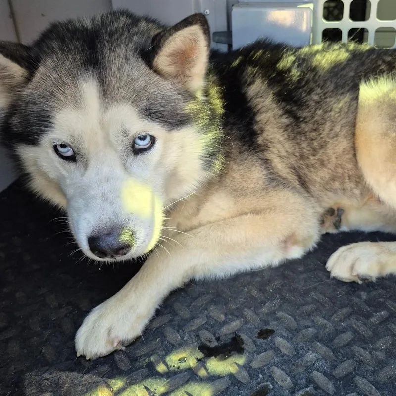 An adult medium-sized male Gray / Blue / Silver Mixed Breed dog named StrayWoodseyWay for adoption in Columbus, GA