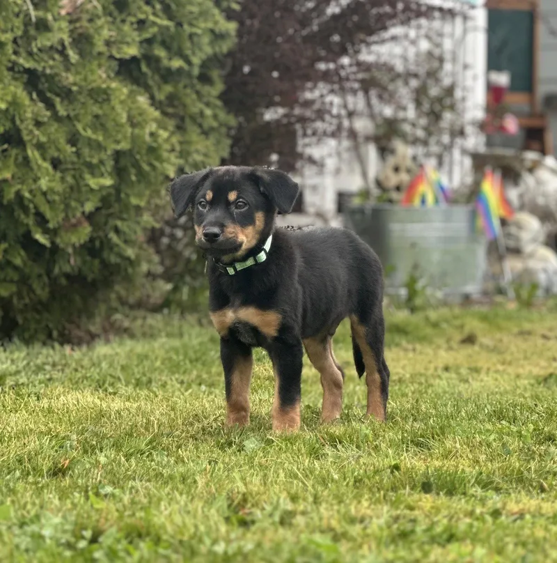 A baby medium-sized male Cattle Dog dog named Moe for adoption in Bothell, WA