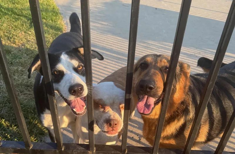 Rac The Raccoony Pup thumbnail 2