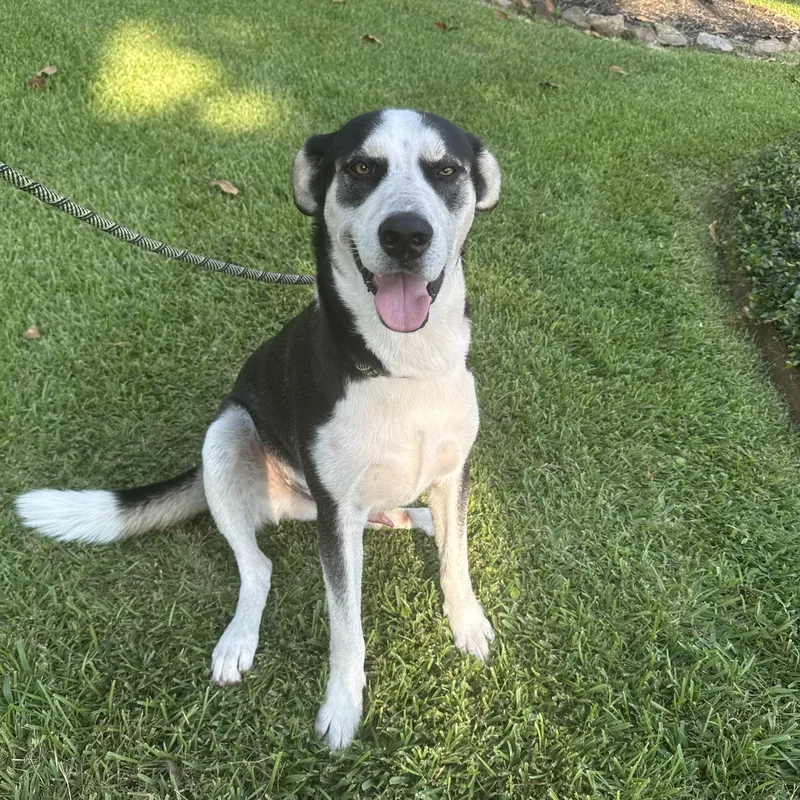 Rac The Raccoony Pup thumbnail 3