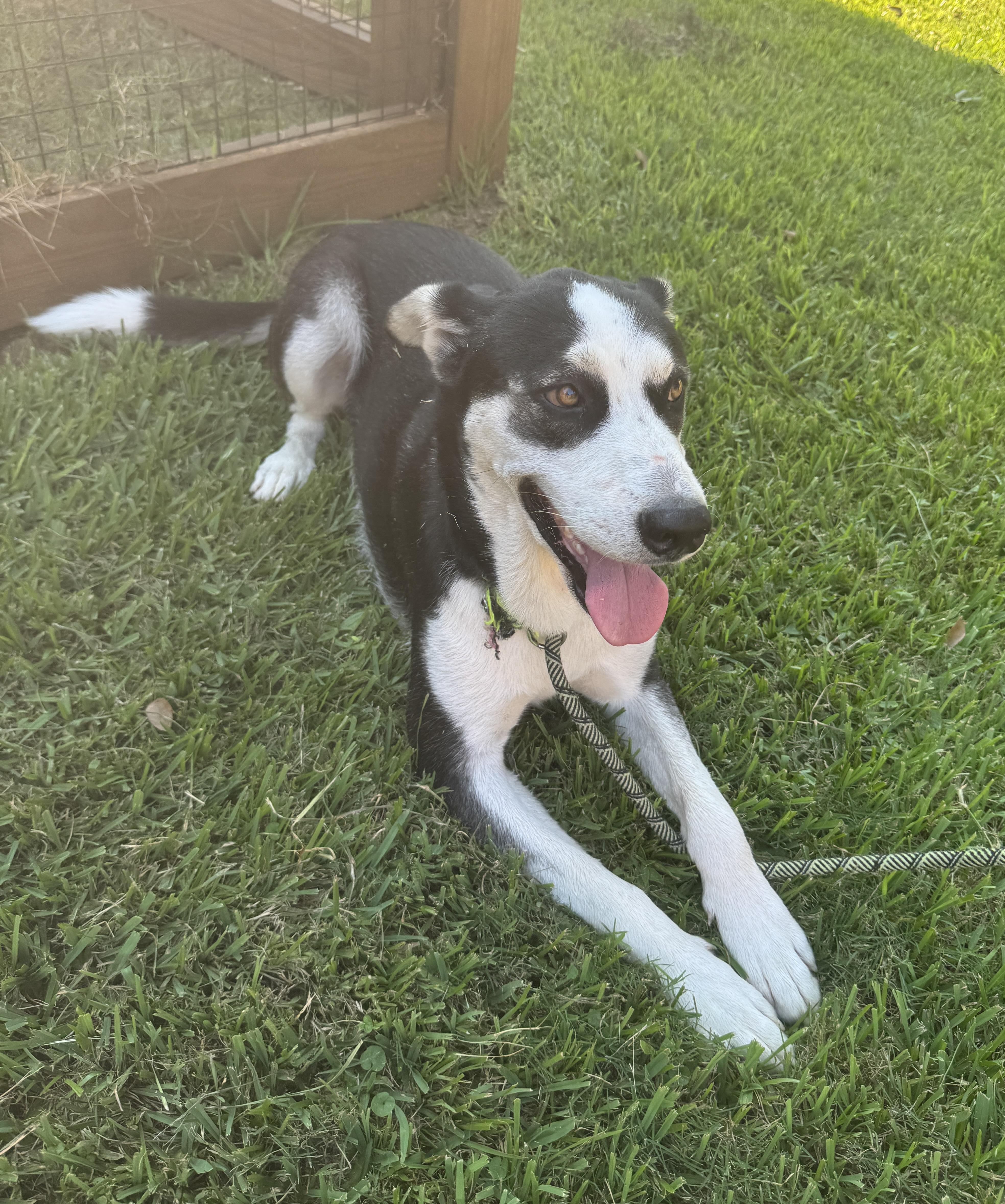 Rac The Raccoony Pup thumbnail 4