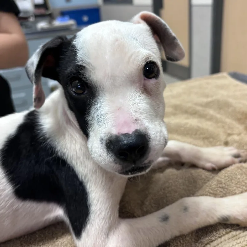 A baby medium-sized male Mixed Breed dog named Moo Cow for adoption in Jacksonville, FL