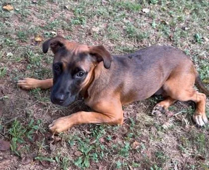 A young medium-sized male Mixed Breed dog named Rio for adoption in Atlanta, GA
