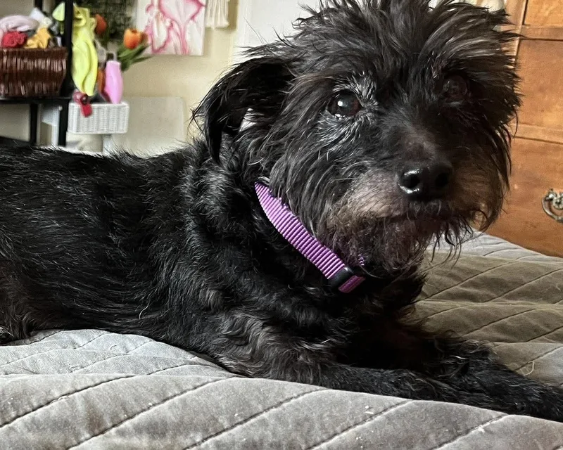 An adult small-sized female Maltese dog named Lizzie for adoption in Corona, CA