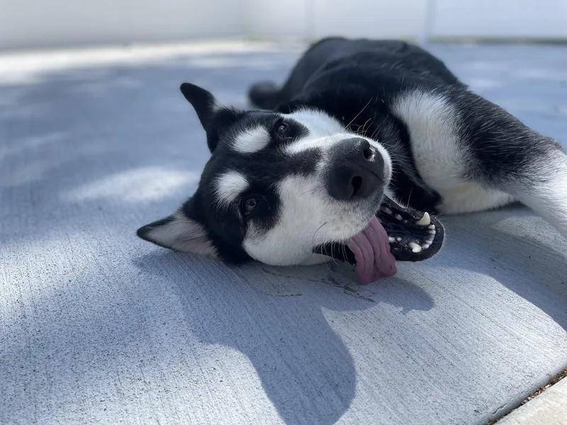An adult medium-sized female Alaskan Malamute dog named Kita for adoption in Lancaster, PA