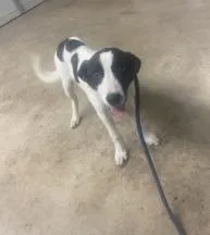 A baby large-sized female Mixed Breed dog named Kiwi for adoption in Largo, FL