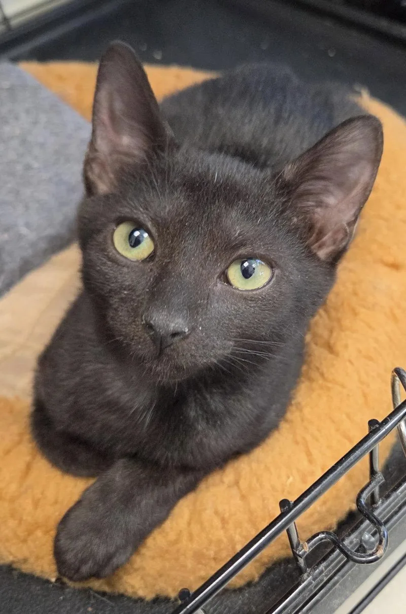A young medium-sized male Domestic Short Hair cat named Gopi for adoption in Satellite Beach, FL