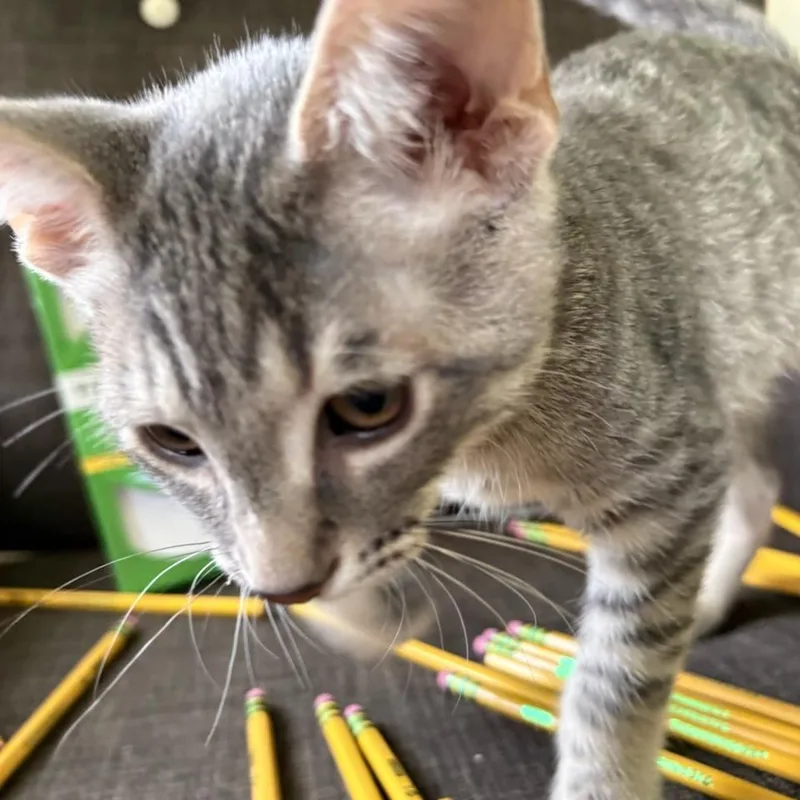 Ticonderoga