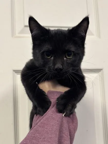 A baby medium-sized male Domestic Short Hair cat named Dragon Fruit I for adoption in East Brookfield, MA