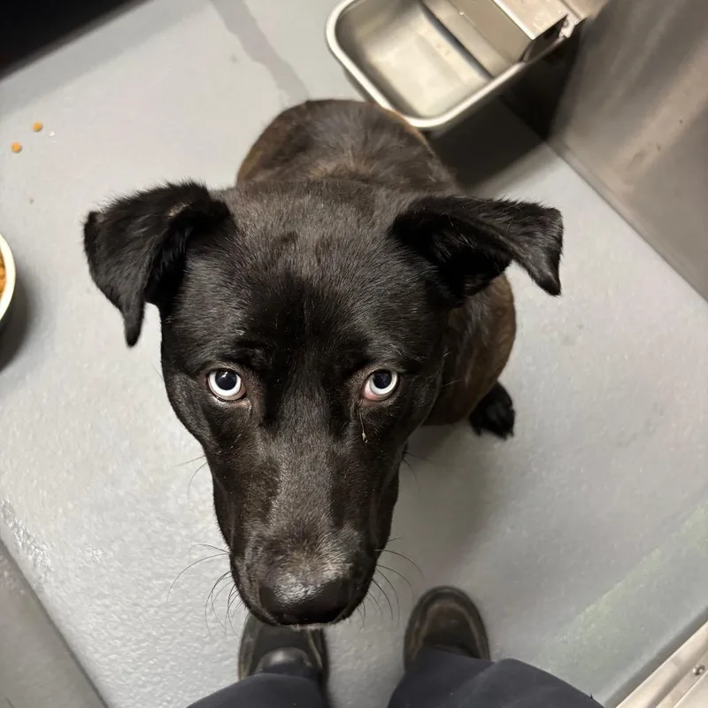 An adult medium-sized male Black Mixed Breed dog named Damon for adoption in Memphis, TN