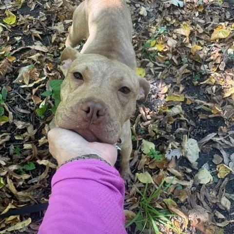 A young medium-sized female Pit Bull Terrier dog named Sweet Tart for adoption in Chicago, IL