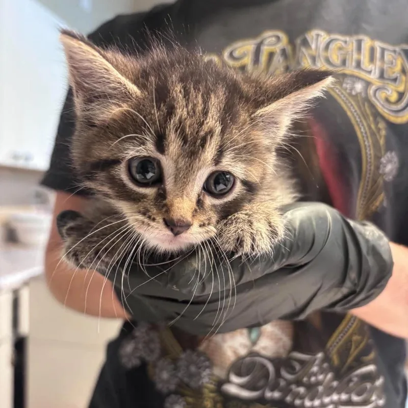A baby small-sized male Brown / Chocolate American Shorthair cat named Carsen for adoption in Huntington, WV