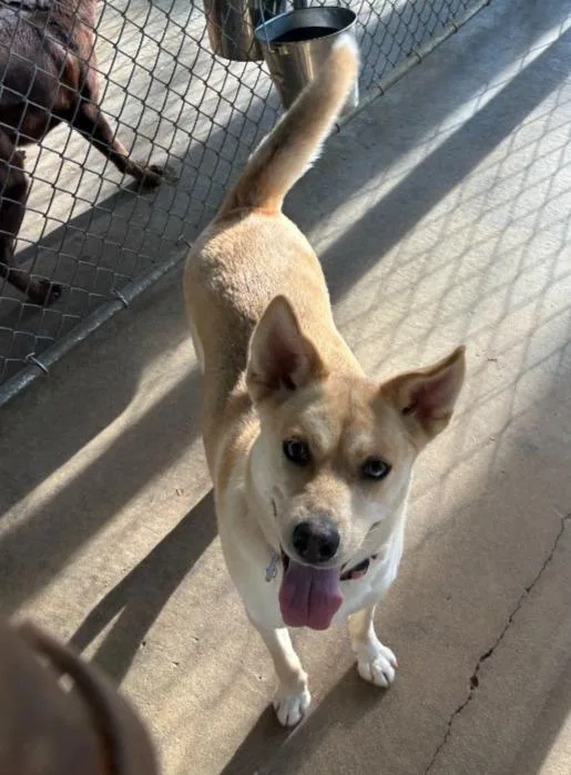 A young medium-sized female Husky dog named Timber for adoption in Hartsville, SC