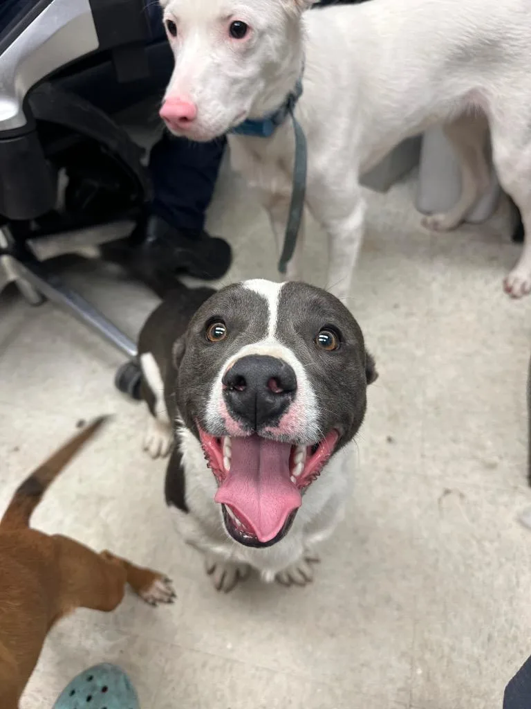 A baby medium-sized male Pit Bull Terrier dog named Cooper AKA Casey for adoption in Rock Springs, WY