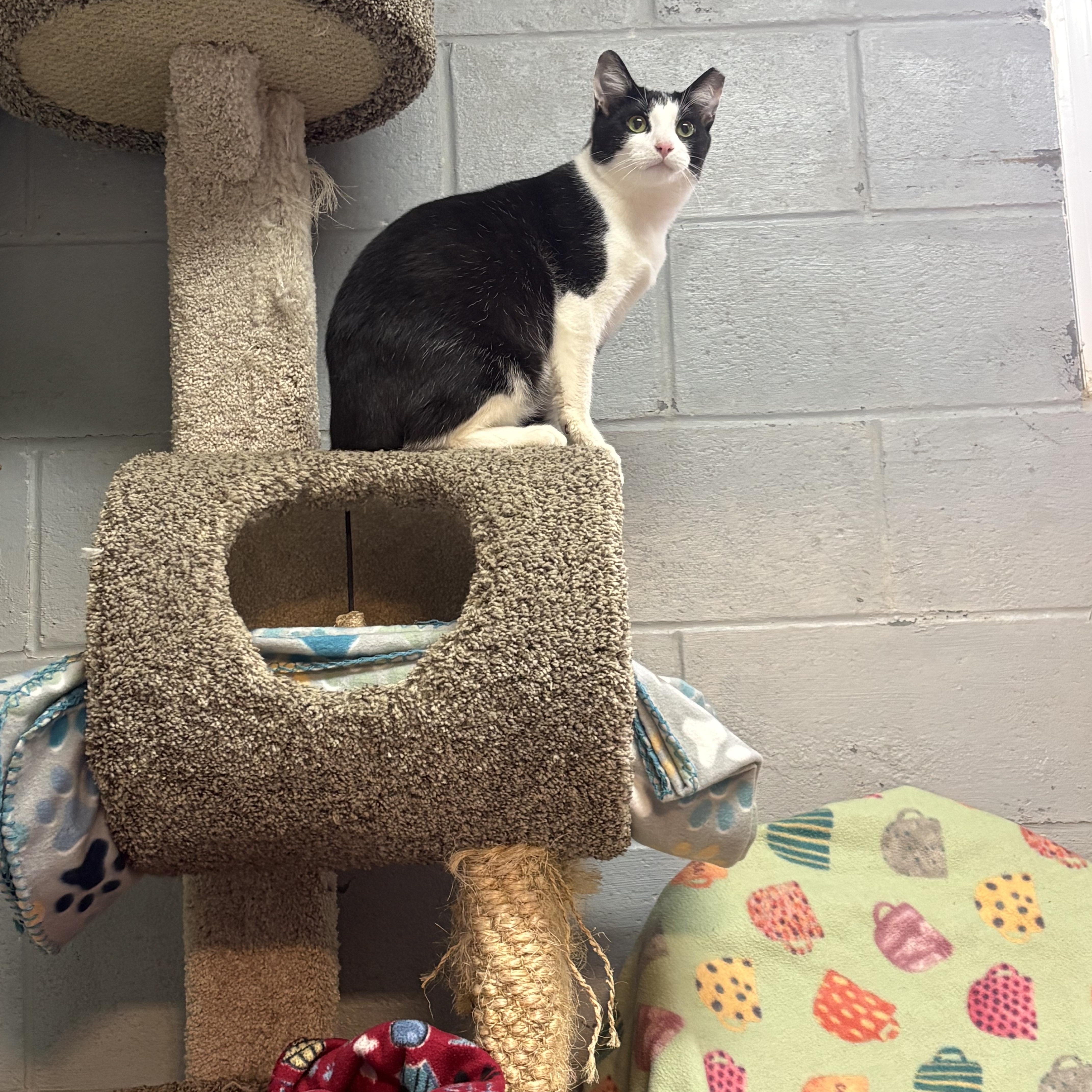 Braveheart thumbnail 2