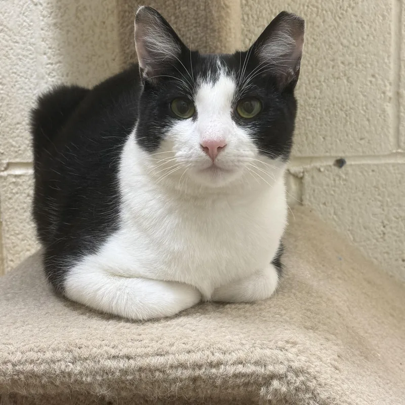 Braveheart thumbnail 3