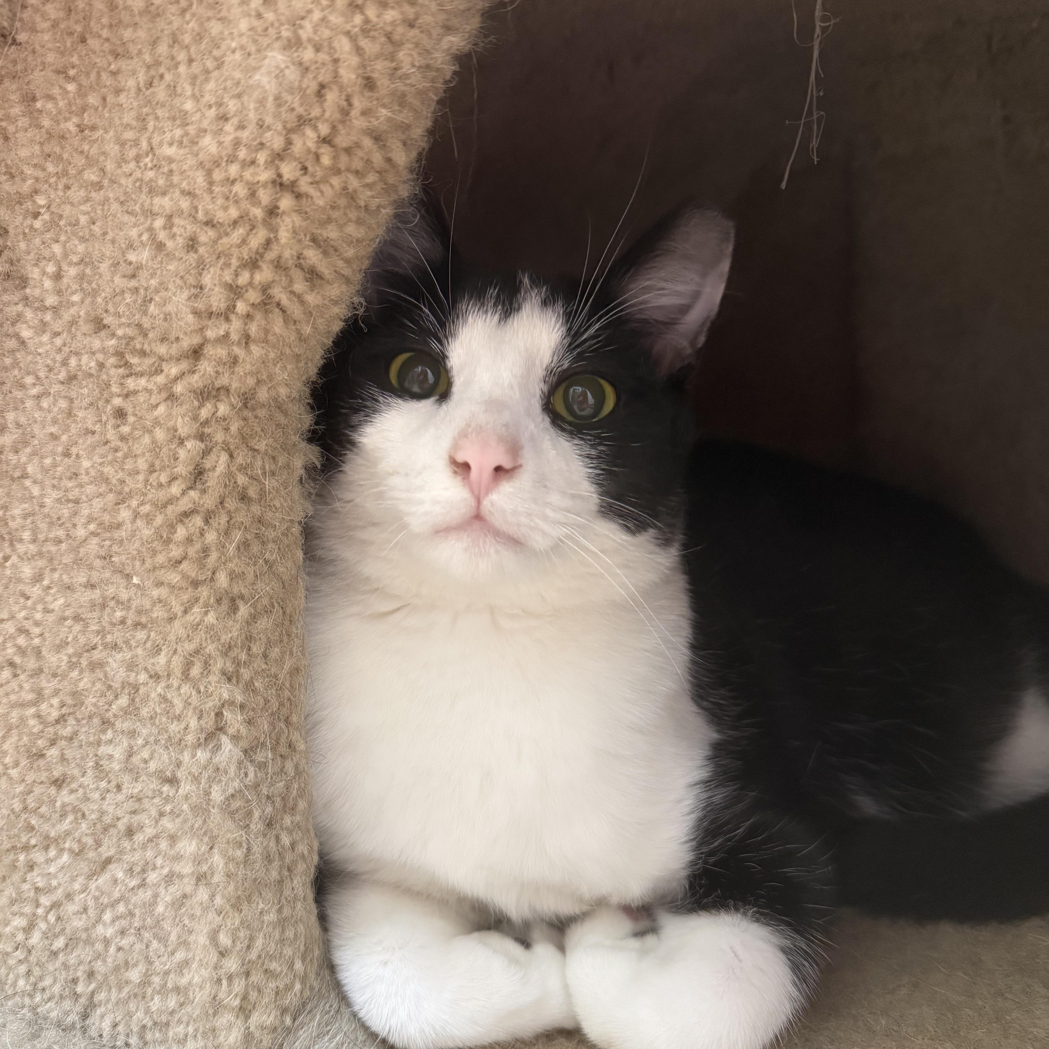 Braveheart thumbnail 4