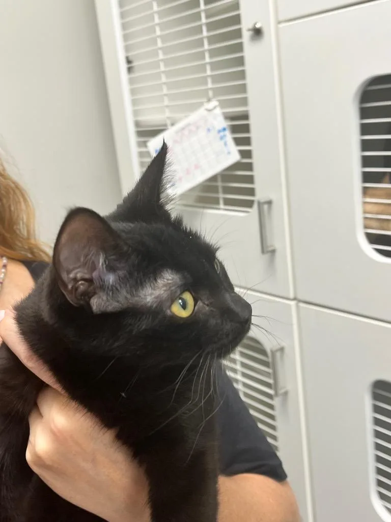 A baby medium-sized female Domestic Short Hair cat named Luna for adoption in Benton, AR