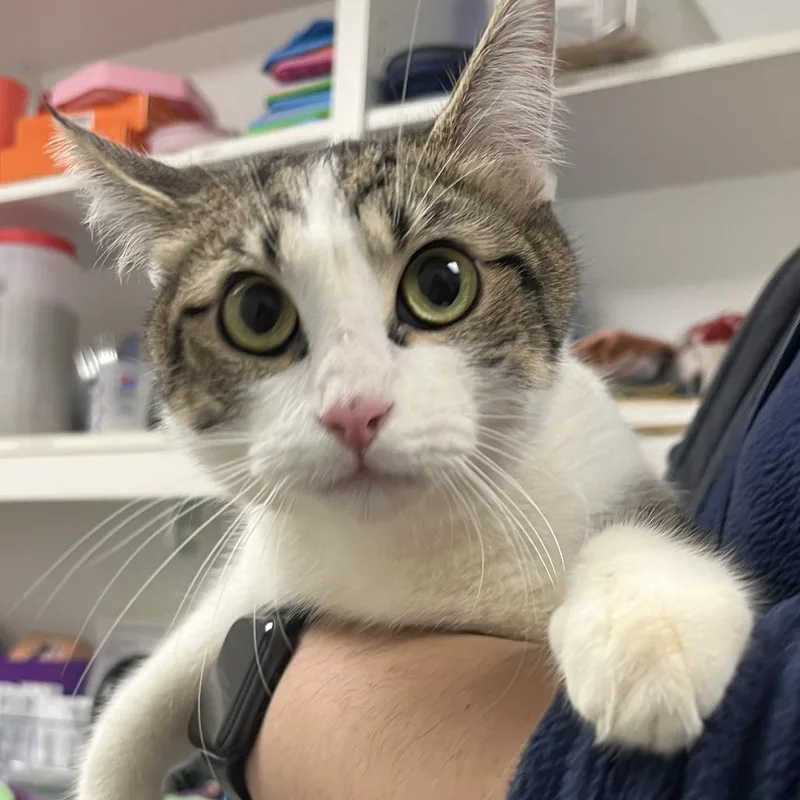 An adult medium-sized female Brown / Chocolate Domestic Short Hair cat named 71279 for adoption in Harrisonburg, VA