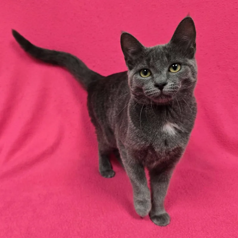 A young medium-sized female Domestic Short Hair cat named Jenna for adoption in Frankfort, IN