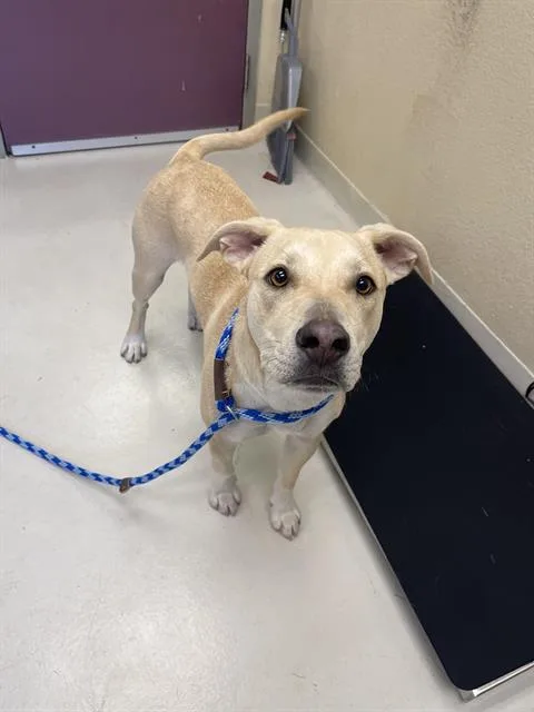 A young small-sized male Pit Bull Terrier dog named Rocko for adoption in Santa Cruz, CA